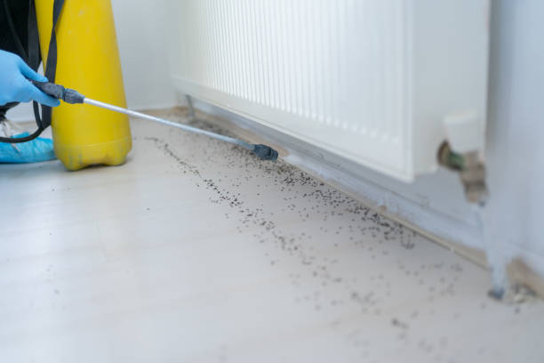 Best Affordable Pest Control Services  in Taft Mosswood, CA