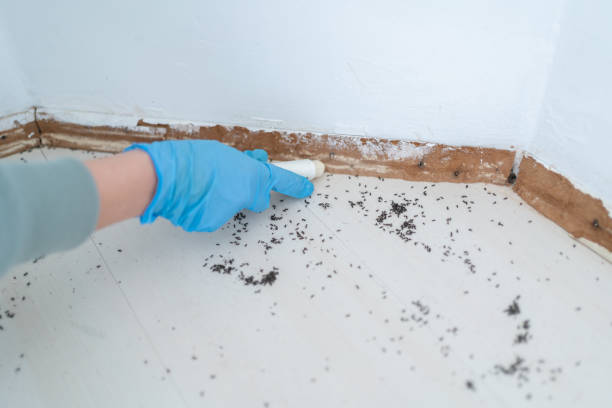Reliable Taft Mosswood, CA Pest Control Solutions